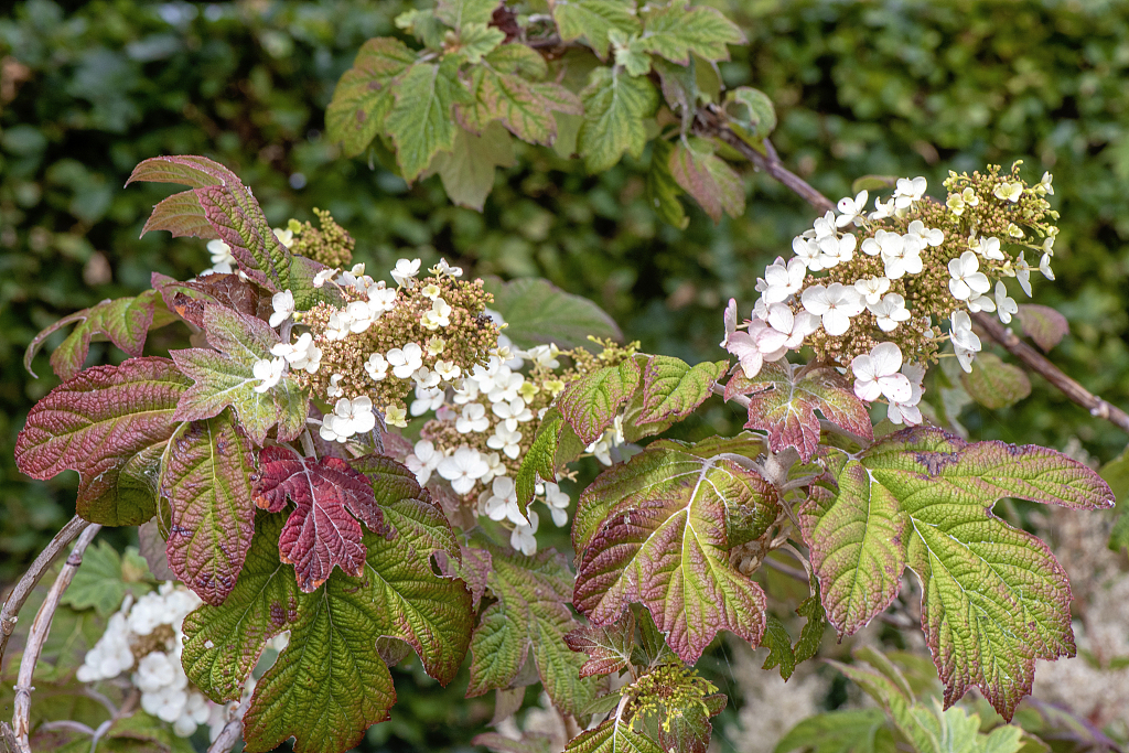 3 pretty plants to brighten your garden