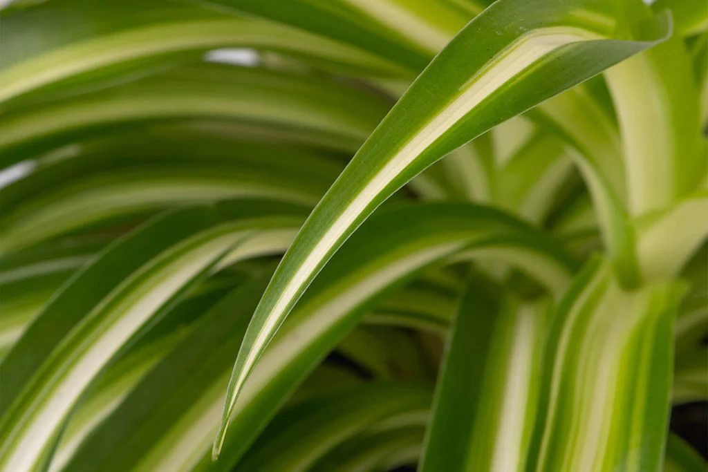 The 10 best beginner house plants