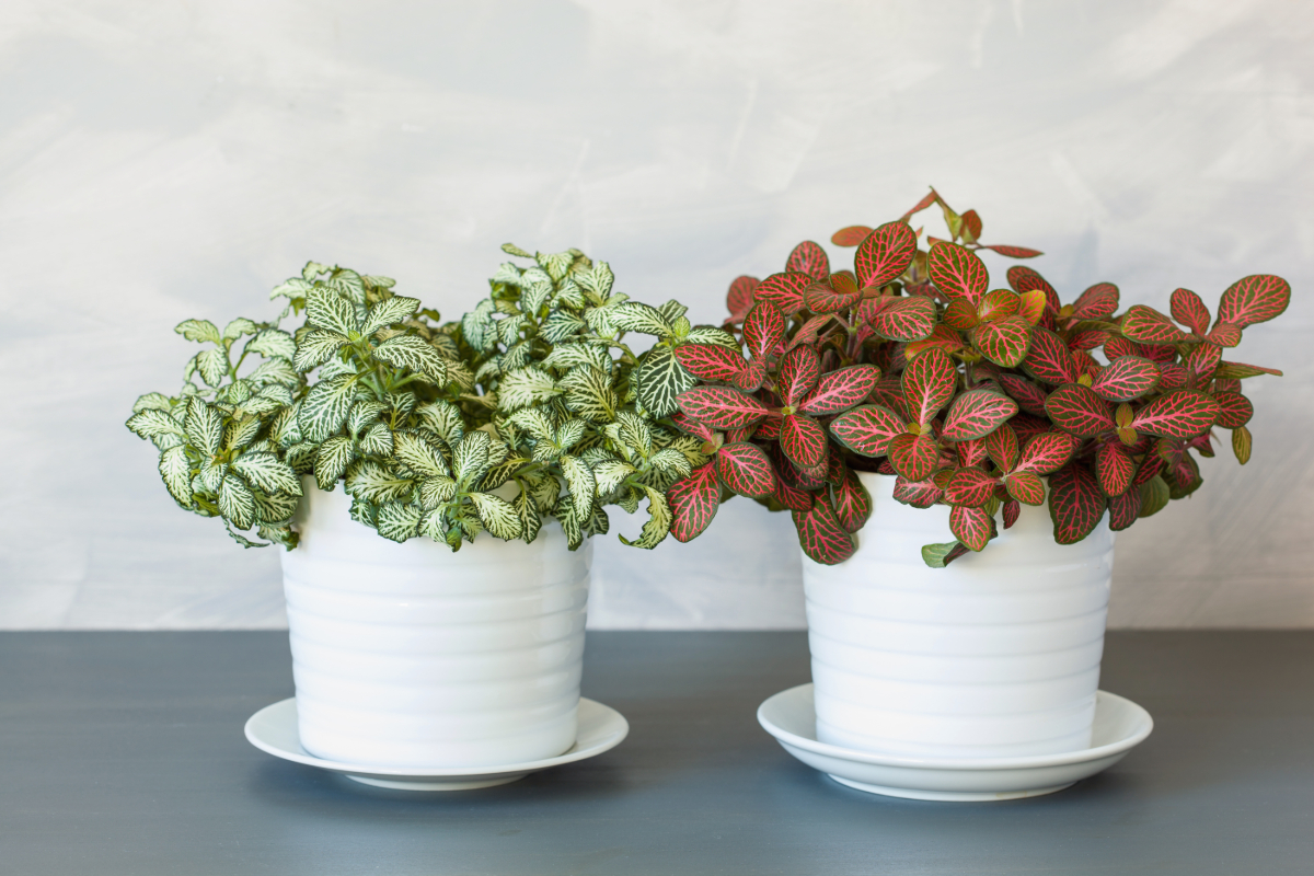 10 Small Plants That’ll Fit in Any Home