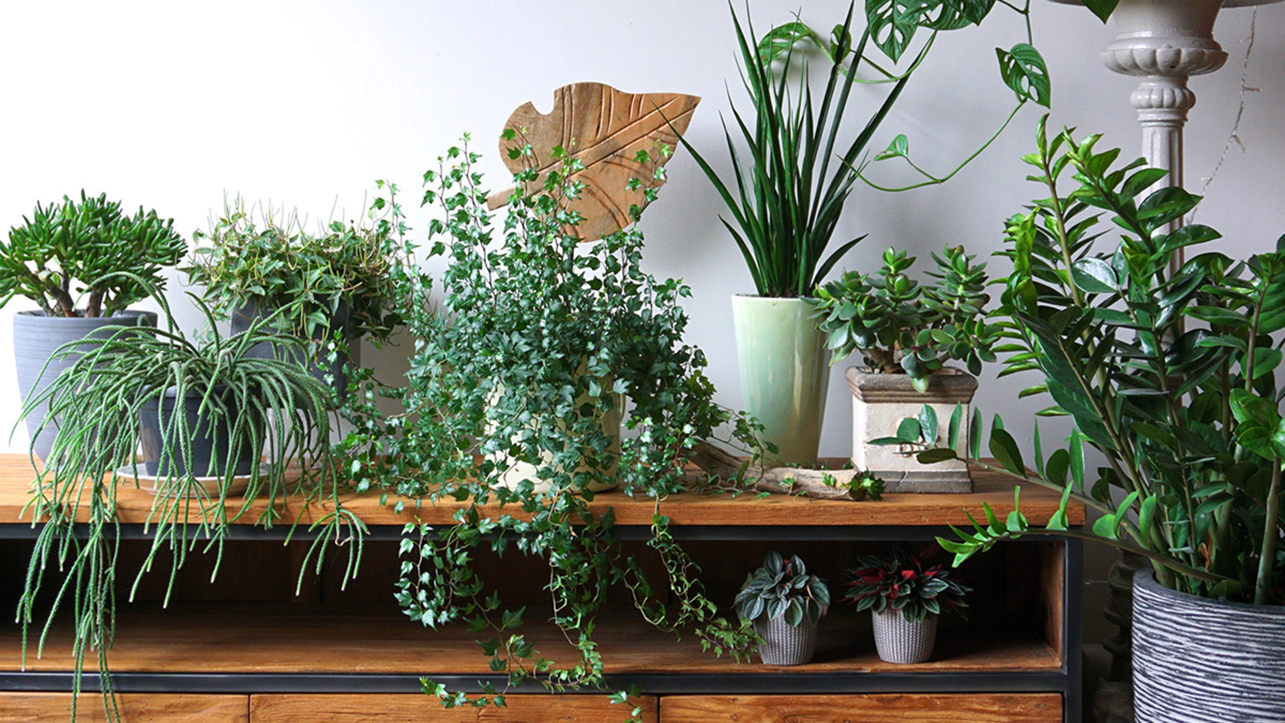 How to Grow a Plant at Home